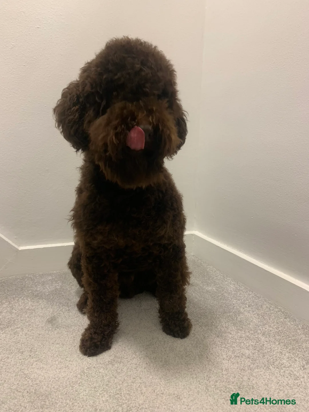 Miniature Poodle dogs for stud: Miniature poodle KC registered and health checked - Advert 2