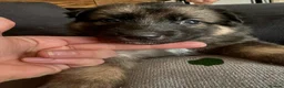 German Shepherd dogs for sale: German shepherd puppies long hair… - Advert 25