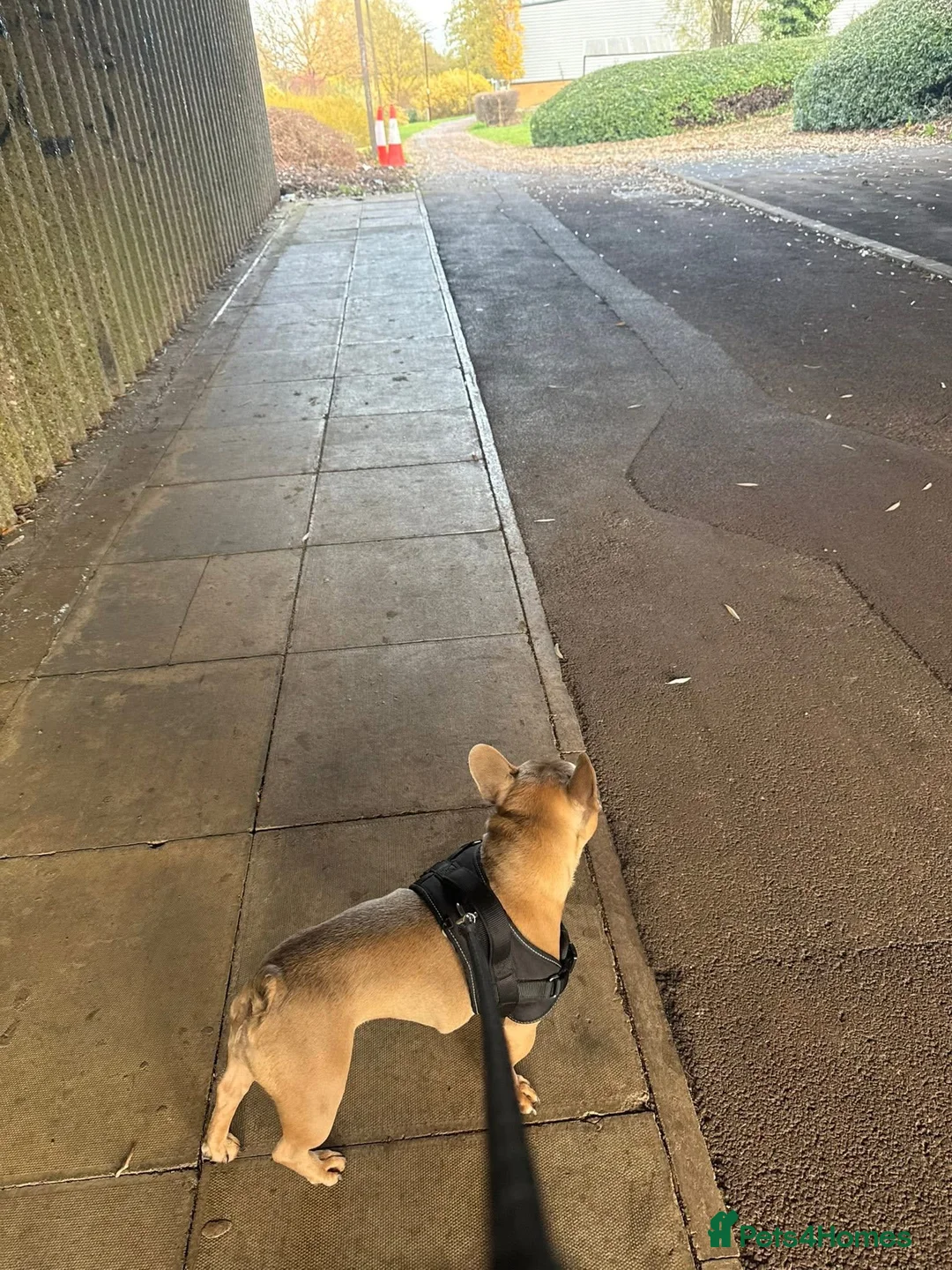 French Bulldog dogs for sale: Babe  - Advert 11