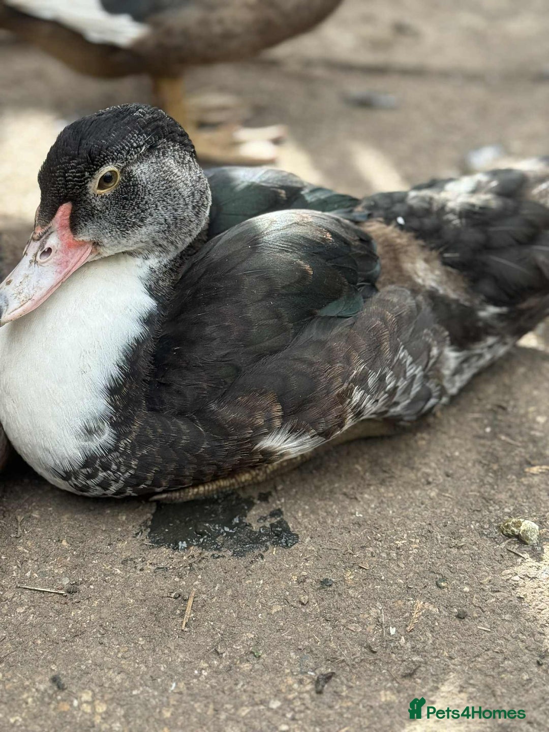 Ducks poultry for sale: Muscovy ducks  - Image 4