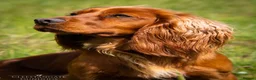 Cocker Spaniel dogs for sale: Kc Health Tested Working Cocker Pups - Advert 5