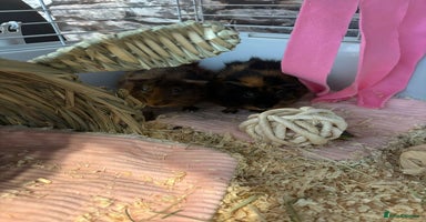 Guinea Pig rodents - Advert 6