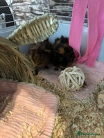 Guinea Pig rodents - Advert 8