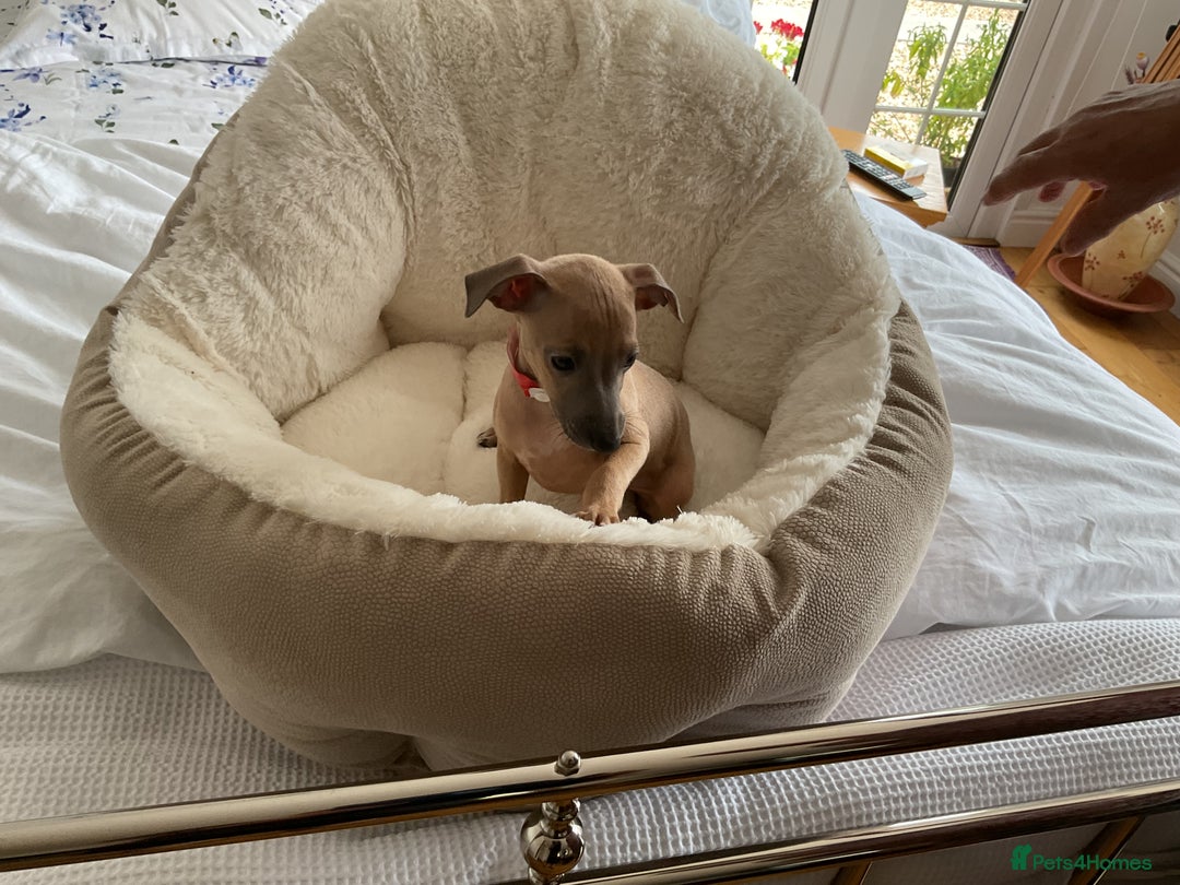 Italian Greyhound dogs for sale:  Beautiful Italian greyhound puppies  - Image 11