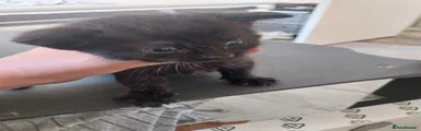 Domestic Shorthair Kitten 2