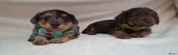 Jack Russell dogs for sale: ♡♡♡Beautiful Jack Russel Puppies Ready Soon!!♡♡♡ - Advert 16