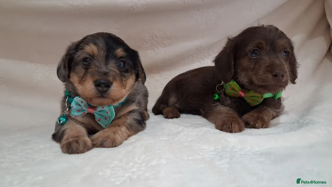 Jack Russell dogs for sale: ♡♡♡Beautiful Jack Russel Puppies Ready Soon!!♡♡♡ - Advert 16
