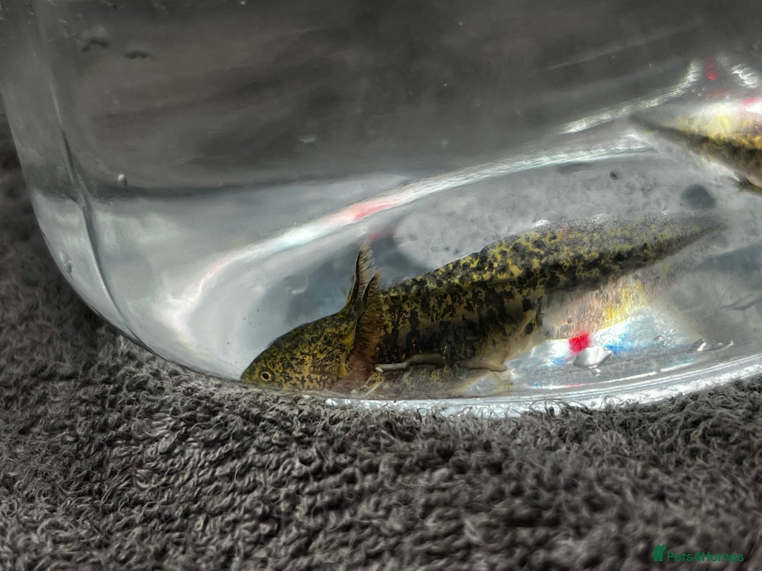 Axolotl reptiles for sale: Juvenile Wild-Type Axolotls - Image 5