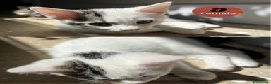 Domestic Shorthair 3