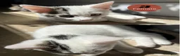 Domestic Shorthair cats for sale: Very Playful, Friendly & Mischievous Kittens! in Bradford - Advert 6