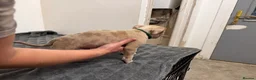 American Bully dogs for sale: American pocket bully puppies for sale 🐾 - Advert 15