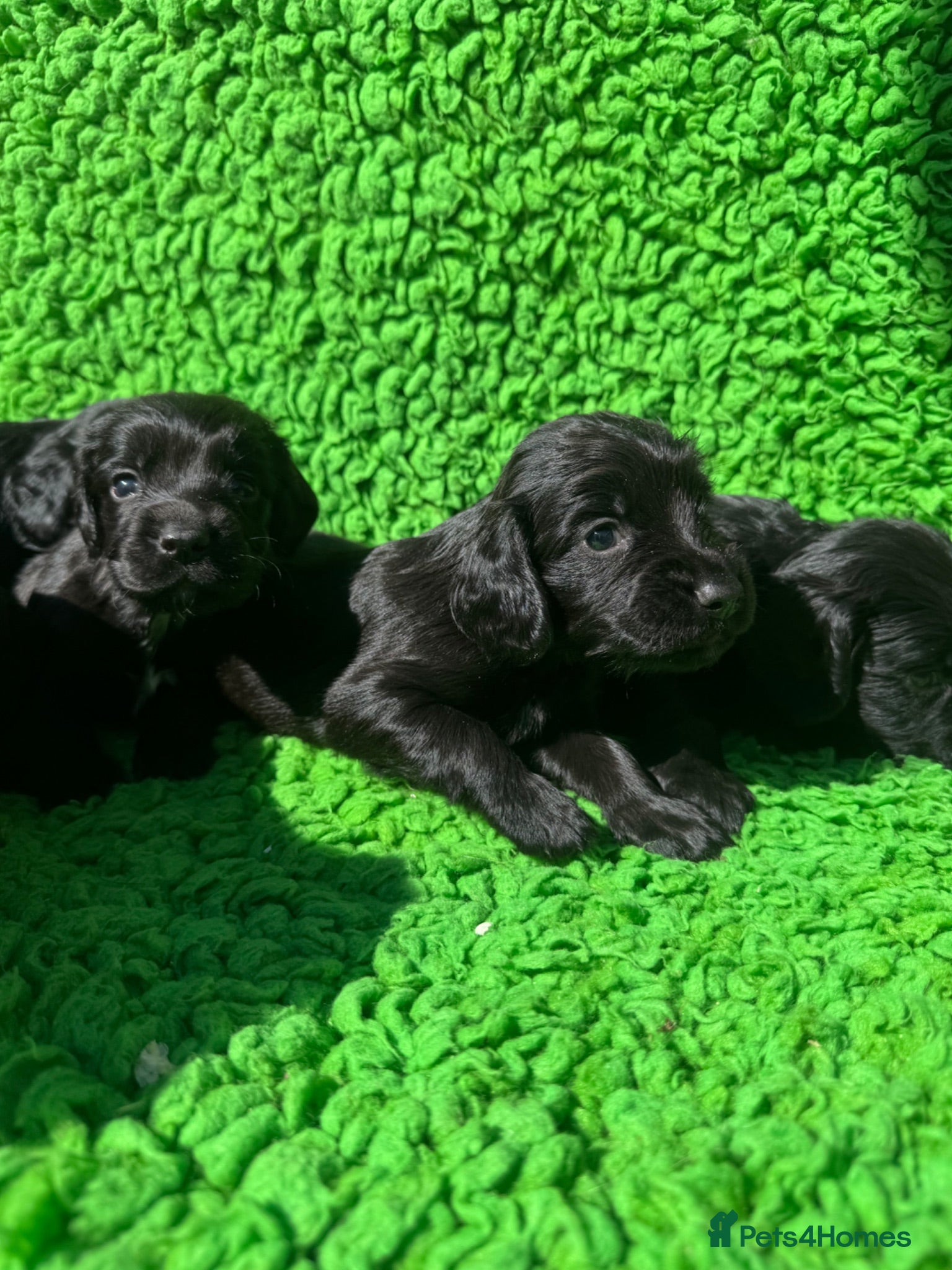 Cocker Spaniel dogs Exceptional working line KC Cocker spaniel pups - Advert 1