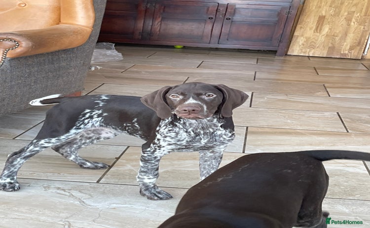 German Shorthaired Pointer dogs - Advert 1