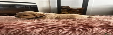 Cockapoo Puppy 8