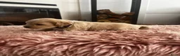 Cockapoo dogs for sale: Miniature f1b Cockapoo puppies DNA health clear🌟  - Advert 11