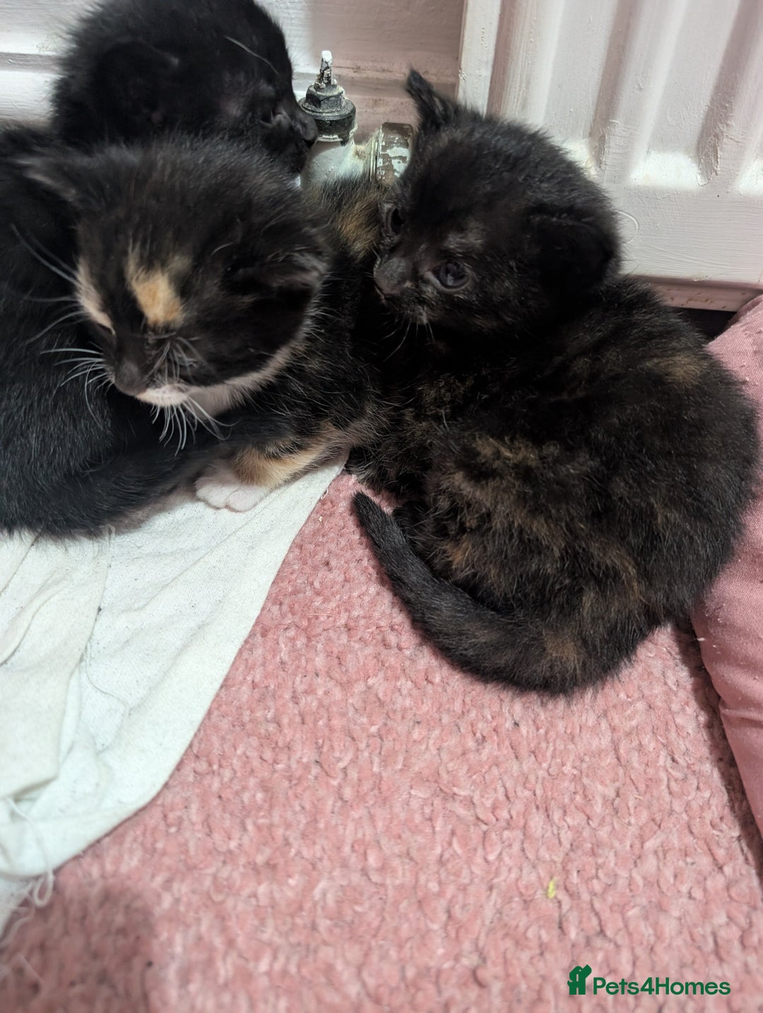 Mixed Breed cats for sale: Kittens for sale - Image 6