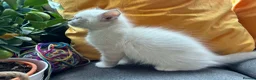 Ragdoll cats for sale: Luxury Blue Point Mitted Ragdoll Kittens - Advert 38