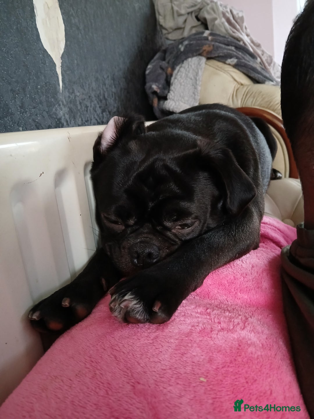 Mixed Breed dogs for sale: Heavy heart  - Image 3