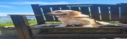 Golden Retriever dogs for stud: Duke, Proven KC registered  for stud. in Faringdon - Advert 13
