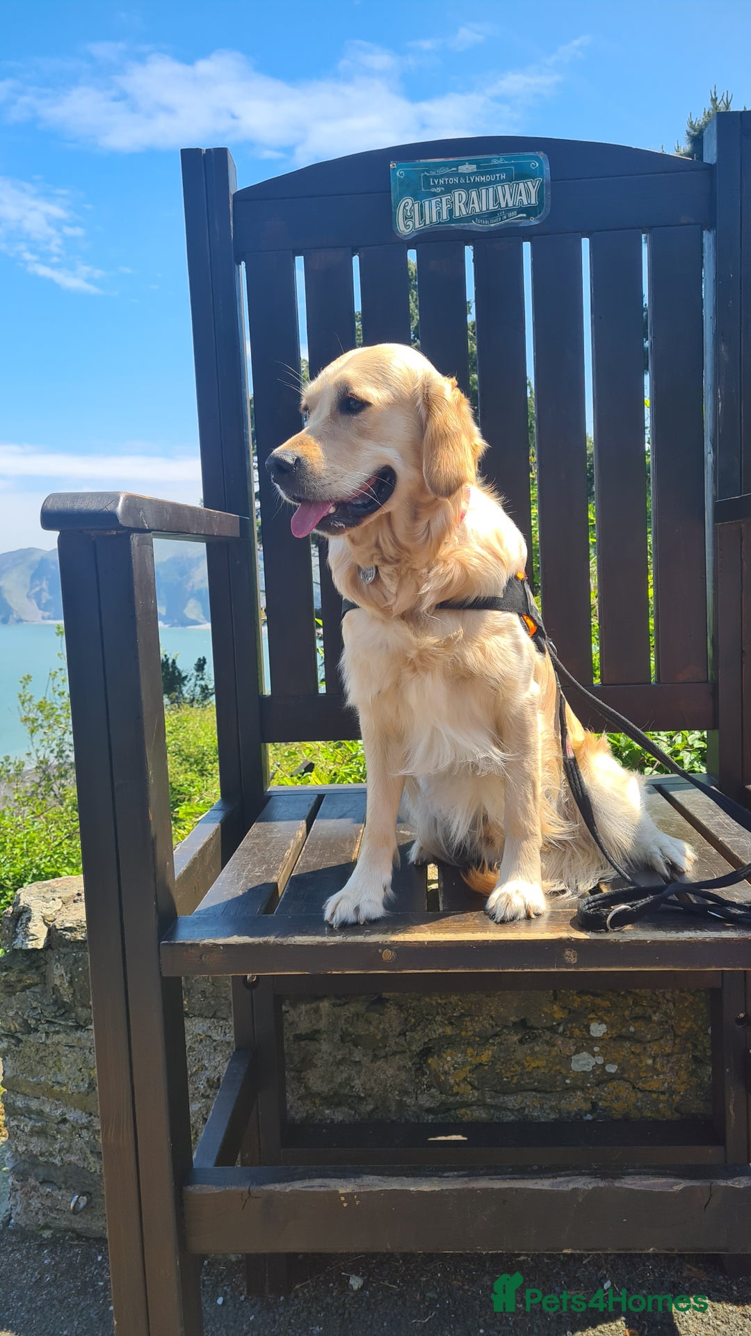 Golden Retriever dogs for stud: Duke, Proven KC registered  for stud. in Faringdon - Image 13