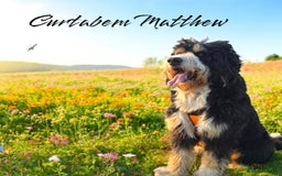 Bernedoodle dogs for sale: Curtabemdoodles Bernedoodles  - Image 34