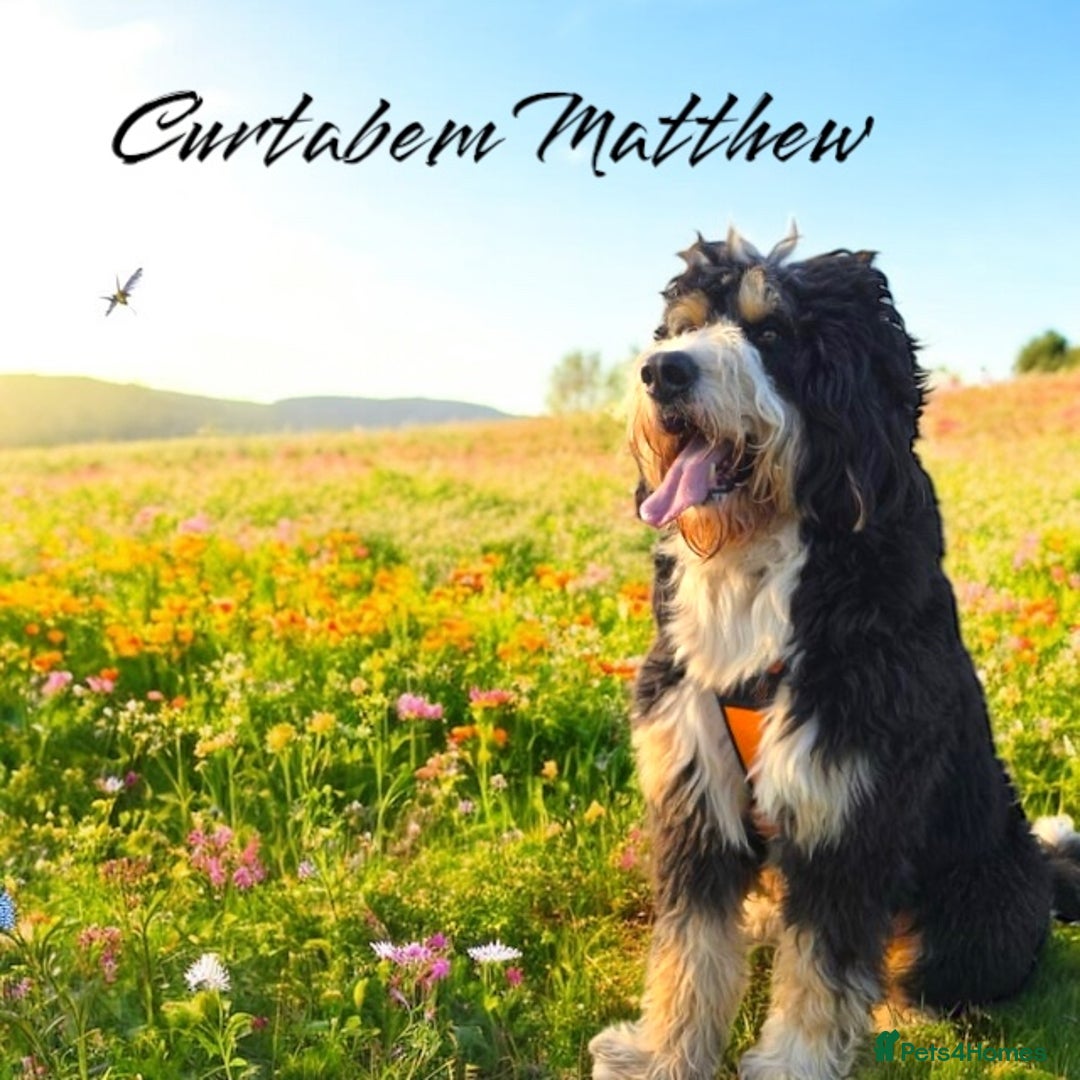 Bernedoodle dogs for sale: Curtabemdoodles Bernedoodles  - Image 34