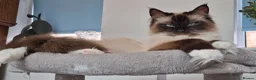 Ragdoll cats for sale: Stunning Ragdoll Kittens.  in Ilminster - Advert 12
