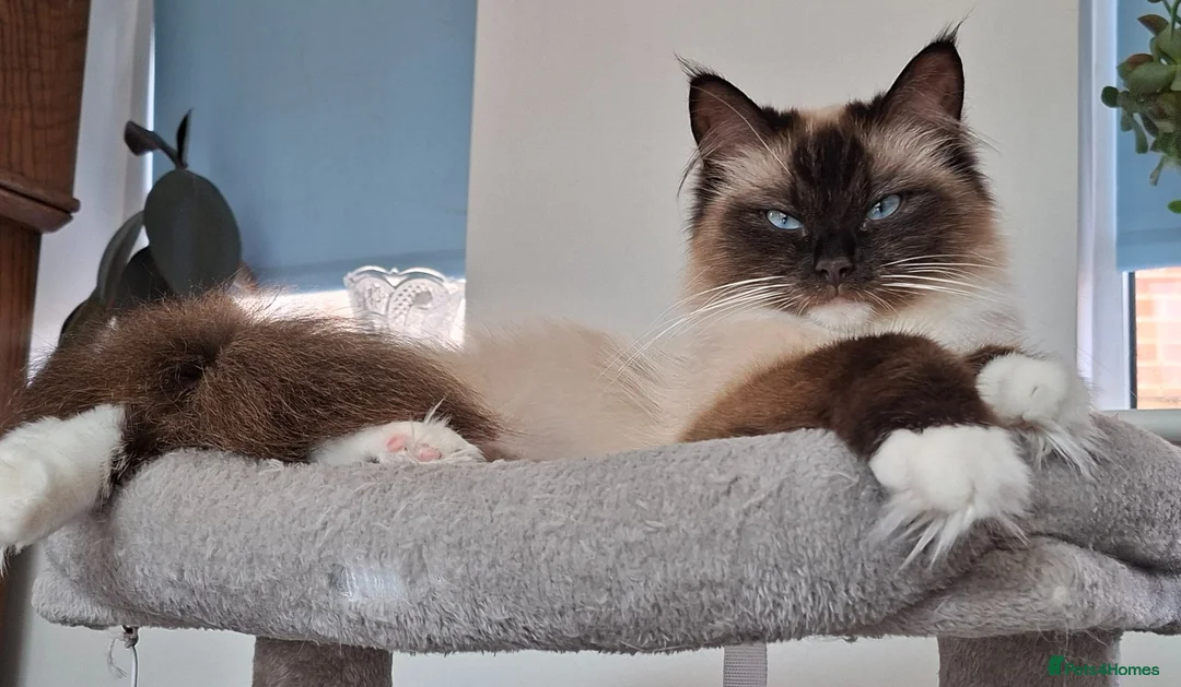 Ragdoll cats for sale: Stunning Ragdoll Kittens.  in Ilminster - Advert 12