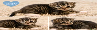 Maine Coon 4