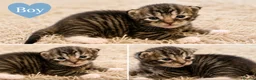 Maine Coon cats for sale: Maine coon x kittens 🐈‍⬛  - Advert 9