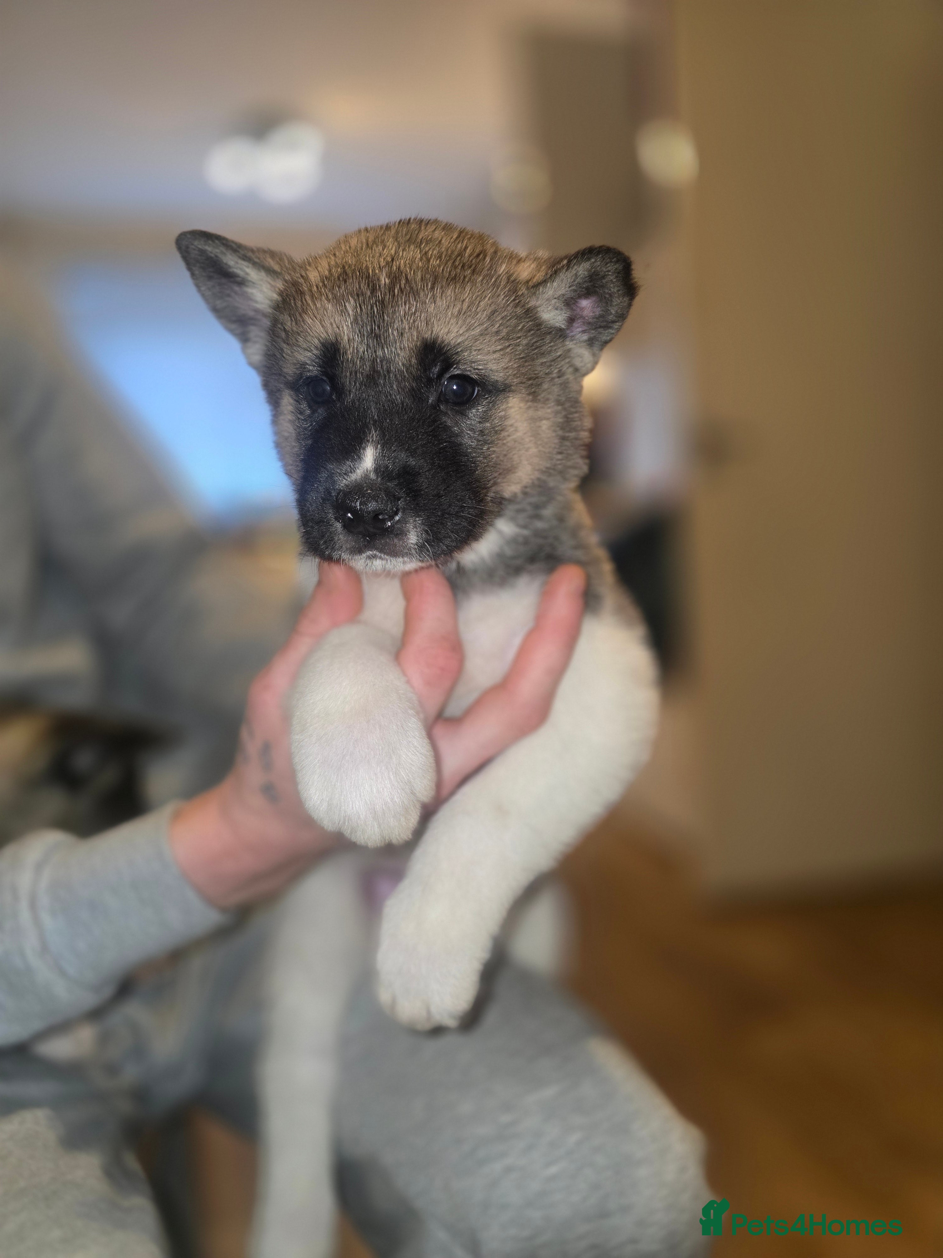 Akita dogs Beautiful puppy akita - Advert 11