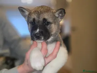 Akita dogs Beautiful puppy akita - Advert 11