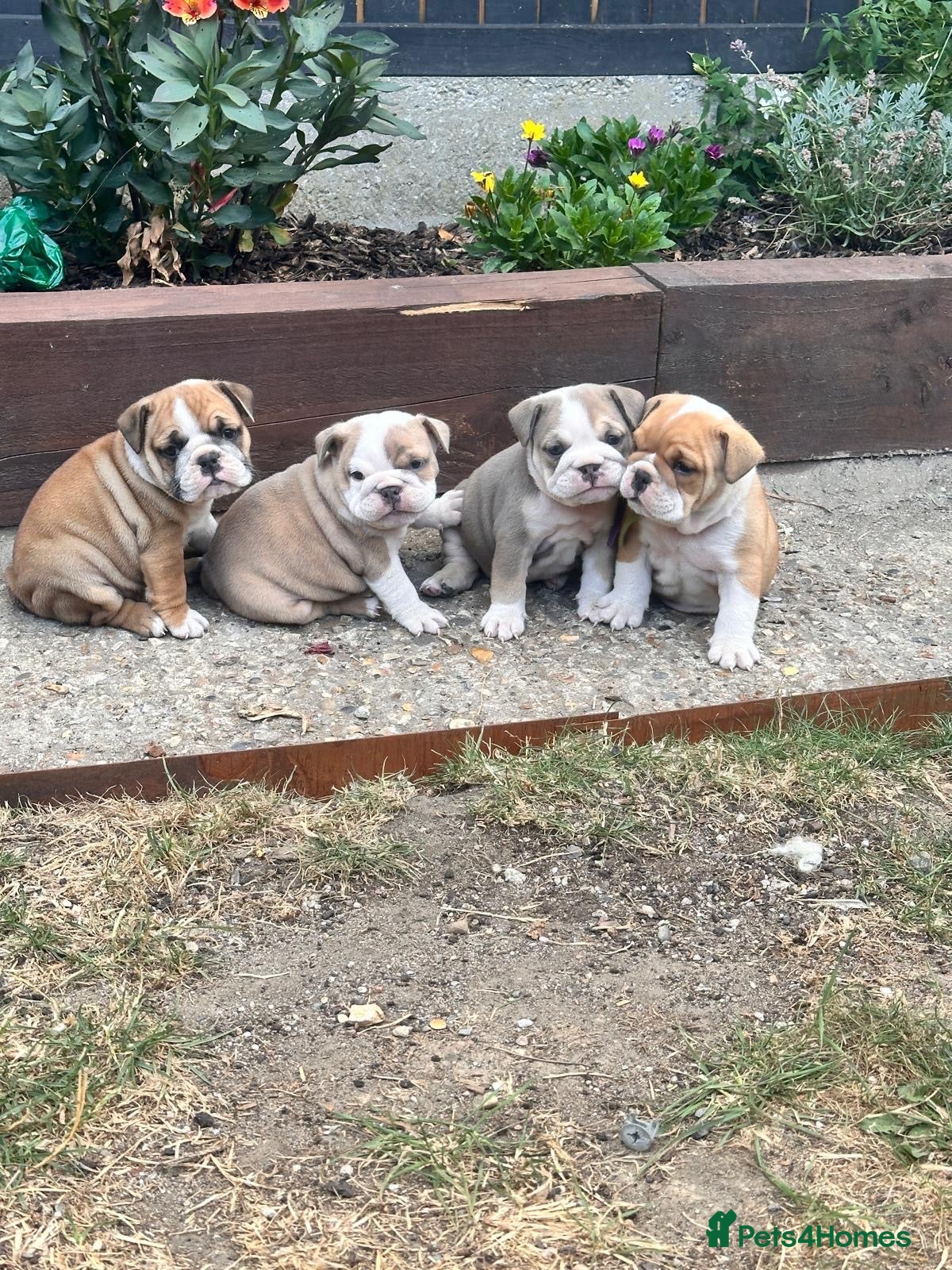 English Bulldog dogs BEAUTIFUL CHUNKY ENGLISH BULLDOG PUPPIES! ❤️ - Advert 3