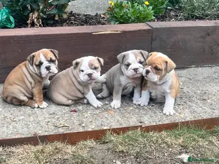English Bulldog dogs BEAUTIFUL CHUNKY ENGLISH BULLDOG PUPPIES! ❤️ - Advert 3