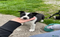 Border Collie dogs for sale: Sheep dog puppy for sale - Image 1