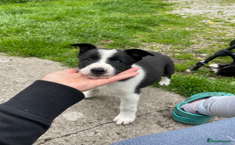 Border Collie dogs - Advert 11