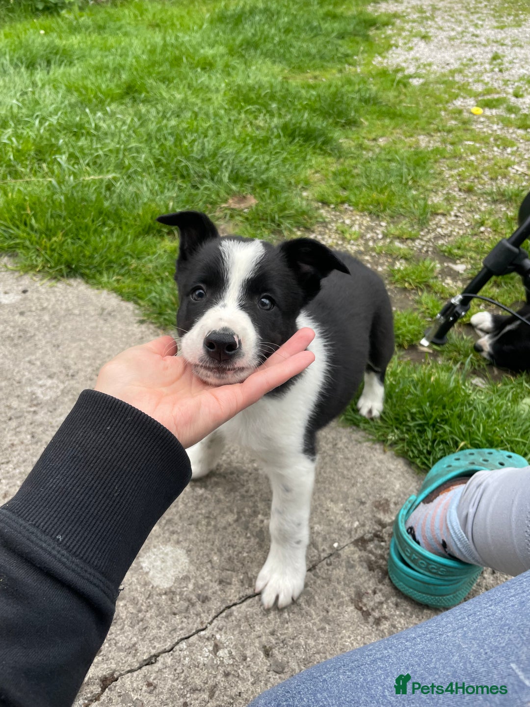 Border Collie dogs for sale: Sheep dog puppy for sale - Image 1
