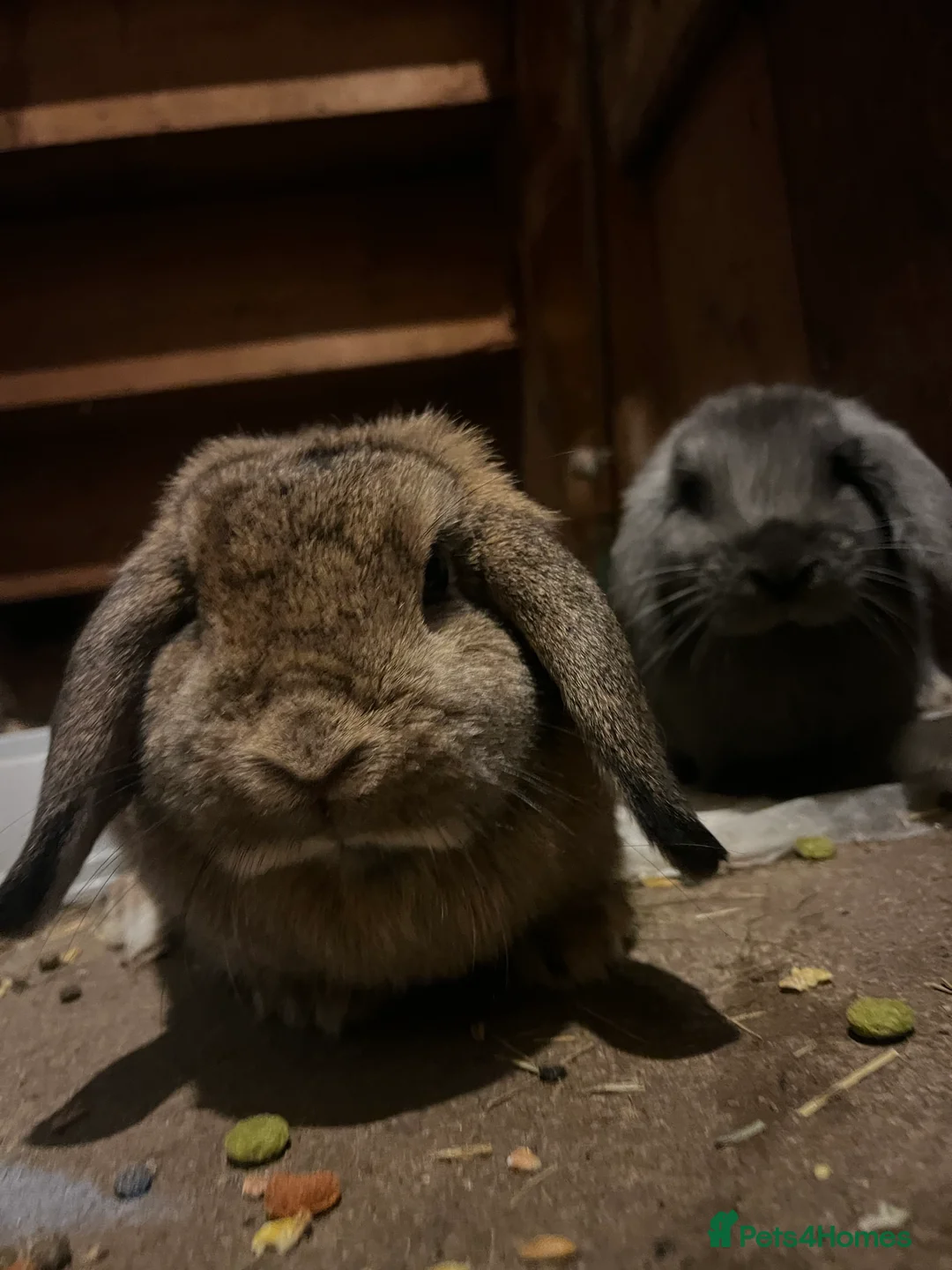 French Lop rabbits for sale: Bunny - Advert 2
