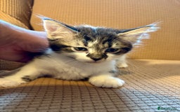 Mixed Breed cats for sale: Adorable mixed breed kittens in Kent! - Image 2