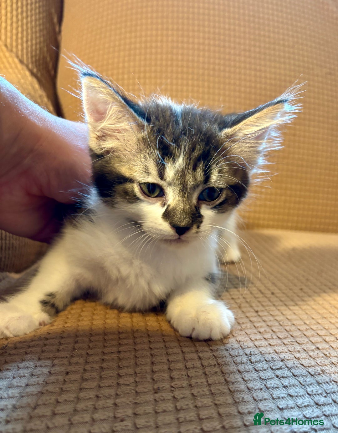 Mixed Breed cats for sale: Adorable mixed breed kittens in Kent! - Image 2