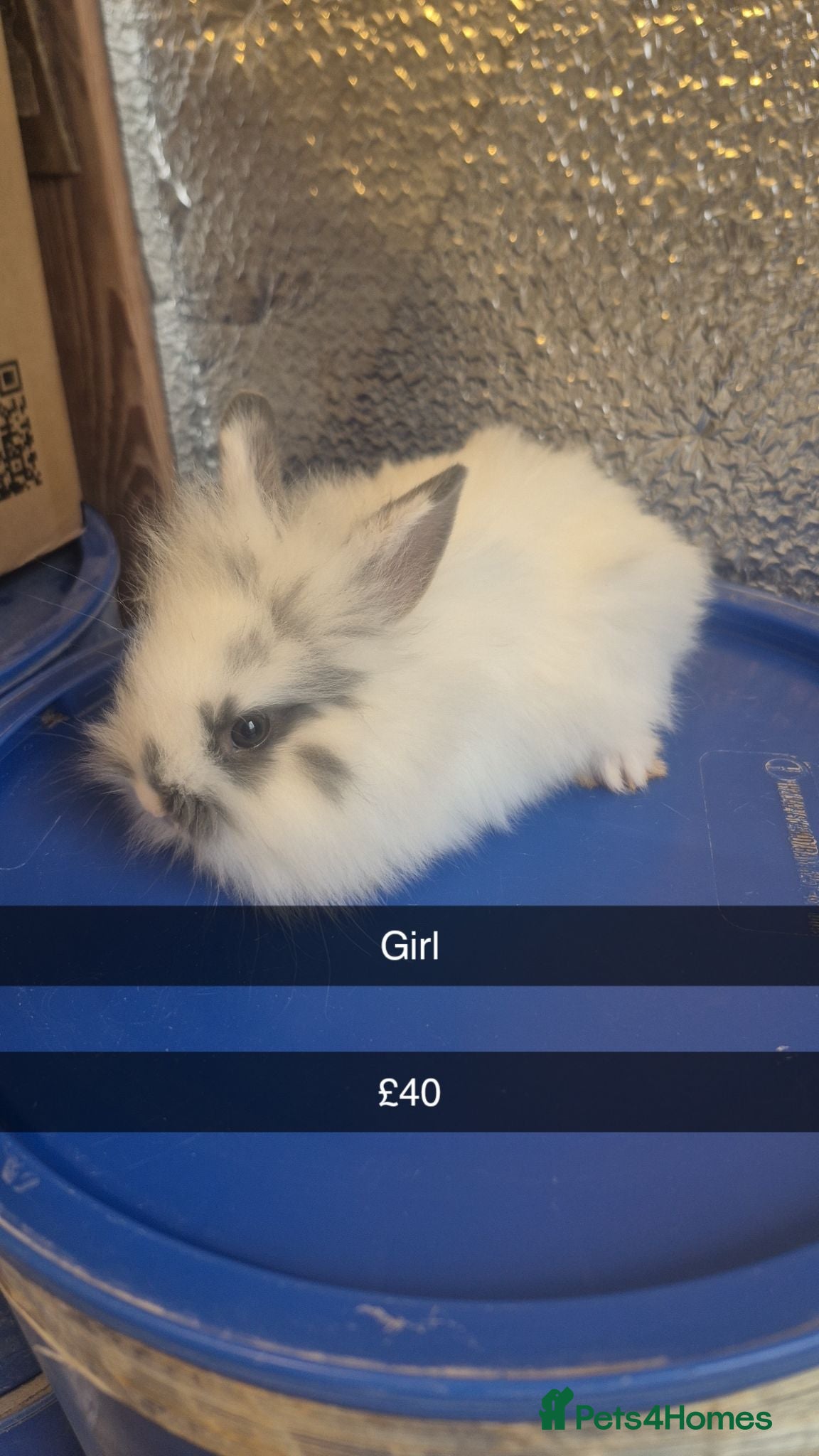 Mixed Breed rabbits Baby Lionhead Rabbits 8 week old, handled daily  - Advert 9