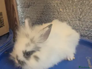 Mixed Breed rabbits Baby Lionhead Rabbits 8 week old, handled daily - Advert 9
