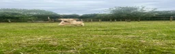 Golden Retriever dogs for sale: Beautiful litter of golden retrievers available  - Advert 7
