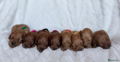 Cavapoo dogs - Advert 11