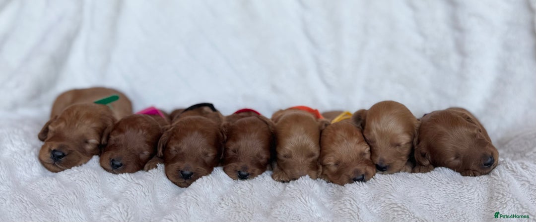 Cavapoo dogs for sale: Beautiful Red F1b Cavapoo Puppies - Image 1