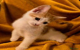 Mixed Breed cats for sale: 4 boys and 2 girls Family-Raised, Well-Socialised  - Image 25