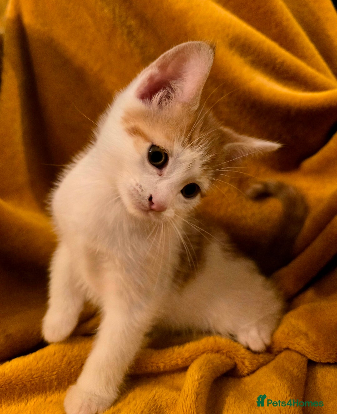 Mixed Breed cats for sale: 4 boys and 2 girls Family-Raised, Well-Socialised  - Image 25