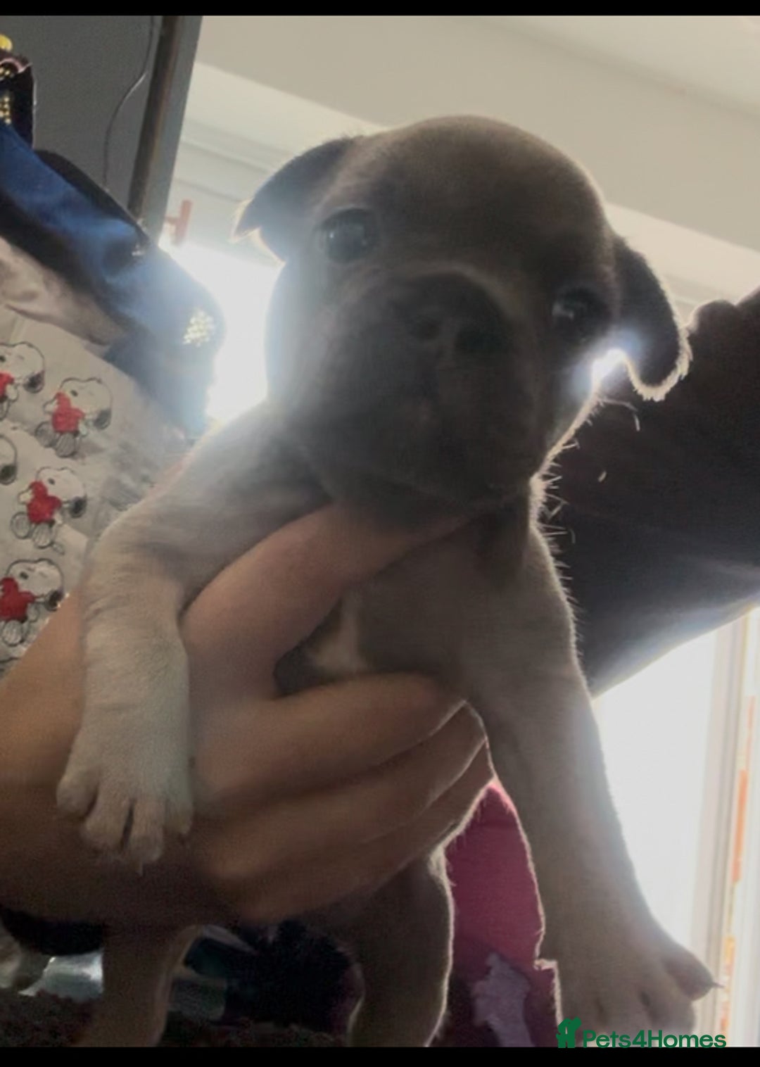 Mixed Breed dogs for sale: 5 week old Frenchie pups for sale - Image 7