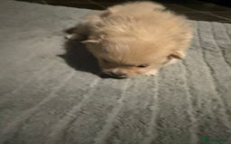 Pomeranian dogs for sale: Two Male Pomeranian’s!  - Advert 25
