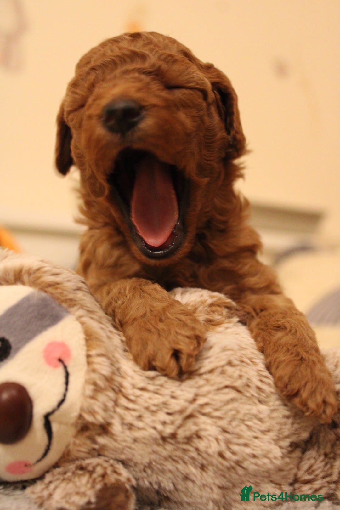 Poochon dogs for sale: Beautiful mini poochons puppies  - Advert 8